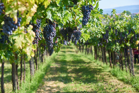 Monteci, Valpolicella, Veneto, Italien