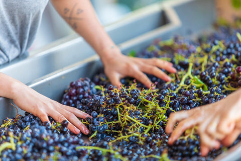 Cappa vin om vinens tilblivelse