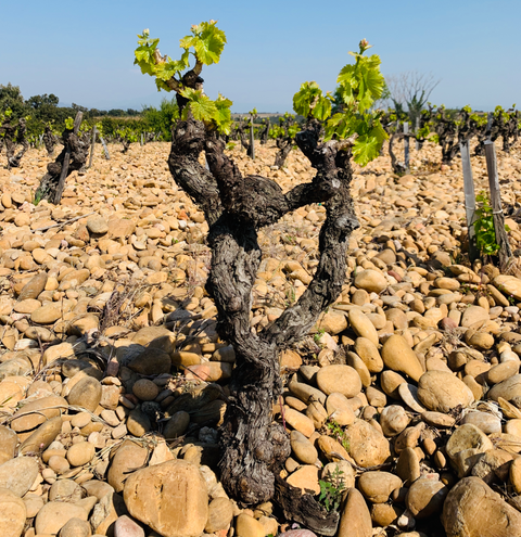 Vine, hvor terroir er fastholdt og kan smages